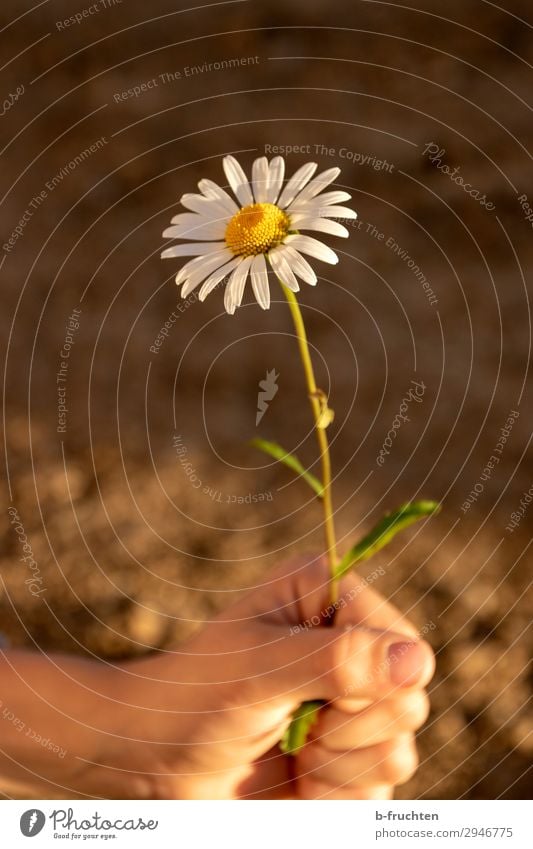 Kind hält eine Margerite harmonisch Zufriedenheit Erholung ruhig Hand Finger Natur Erde Sommer Blume wählen festhalten Blick einfach frei Freundlichkeit