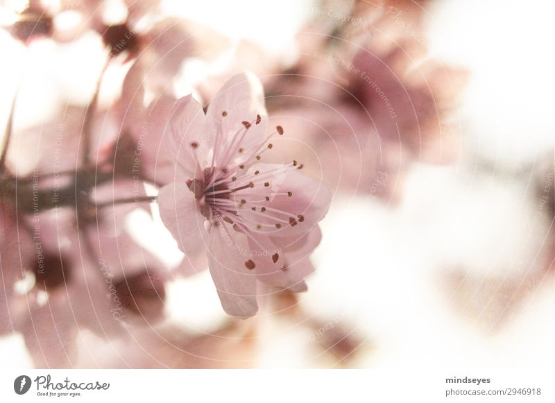 Kirschblüte im Gegenlicht Natur Pflanze Frühling Kirschblüten Blühend Wachstum ästhetisch Duft frisch natürlich rosa Frühlingsgefühle Hoffnung Leichtigkeit