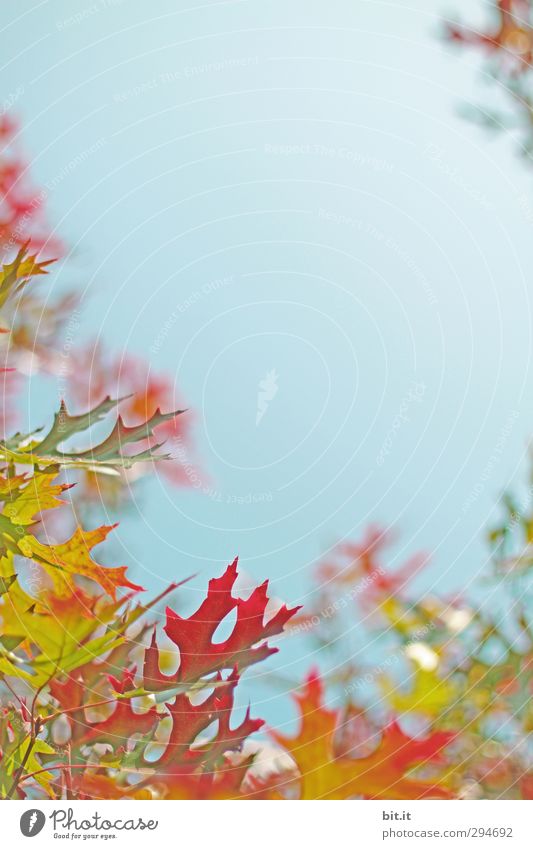 Lichtblick | Osterfarben überall Umwelt Natur Pflanze Herbst Klima Schönes Wetter Baum Park Wald mehrfarbig Herbstbeginn Farbfoto Außenaufnahme Tag