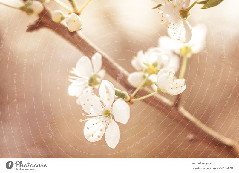 Kirschblüten am Zweig Natur Pflanze Frühling Zweige u. Äste Blühend Wachstum natürlich schön braun weiß Frühlingsgefühle Leben träumen Farbfoto Nahaufnahme