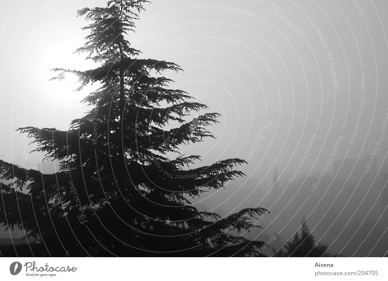 Lichtblick | Morgens um sieben ist die Welt noch vernebelt Umwelt Himmel Sonne Wetter Nebel Baum Nadelbaum Istanbul Stadt Menschenleer Haus grau schwarz weiß