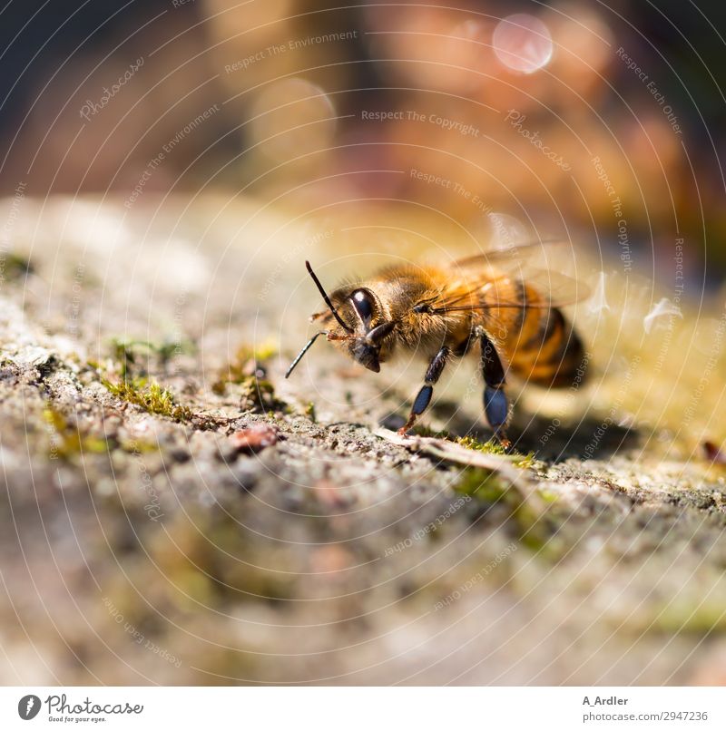 Honigbiene bei der Körperpflege Natur Pflanze Erde Garten Park Nutztier Wildtier Biene 1 Tier Reinigen braun gelb gold schwarz Tierliebe Gartenteich