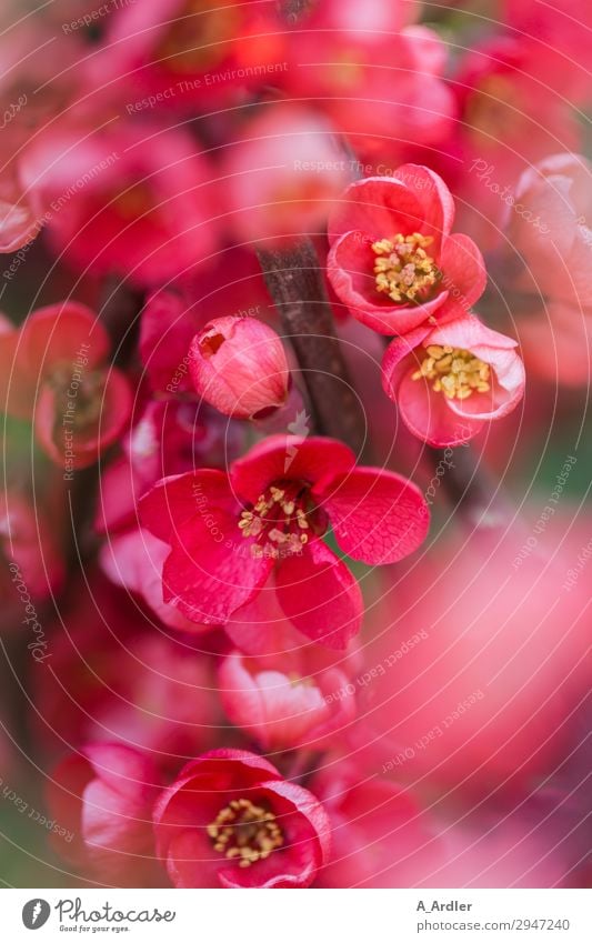 Japanische Zierquitte ( Chaenomeles japonica ) Natur Pflanze Frühling Sommer Schönes Wetter Blume Sträucher Blüte Wildpflanze Garten Park Blühend gelb grün rosa