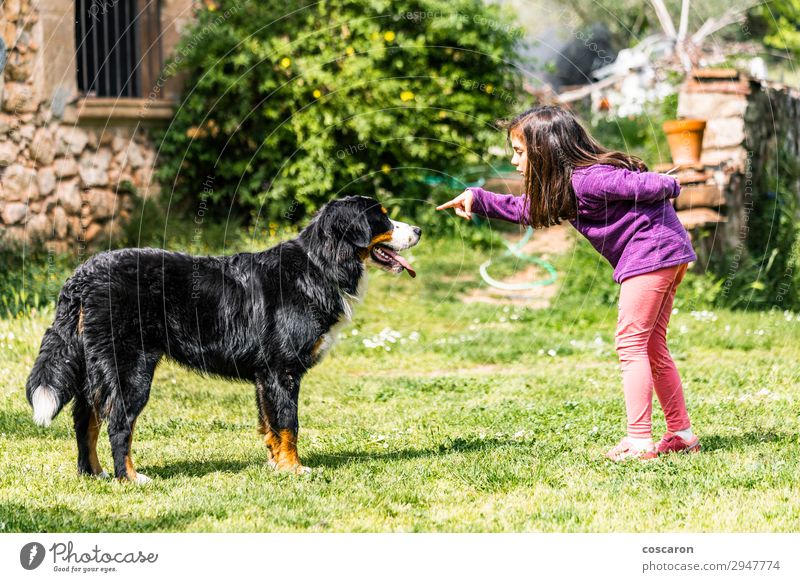 Kleines Mädchen trainiert einen Berner Sennenhund Lifestyle Freude Glück schön Freizeit & Hobby Spielen Ferien & Urlaub & Reisen Sommer Garten Bildung Kind