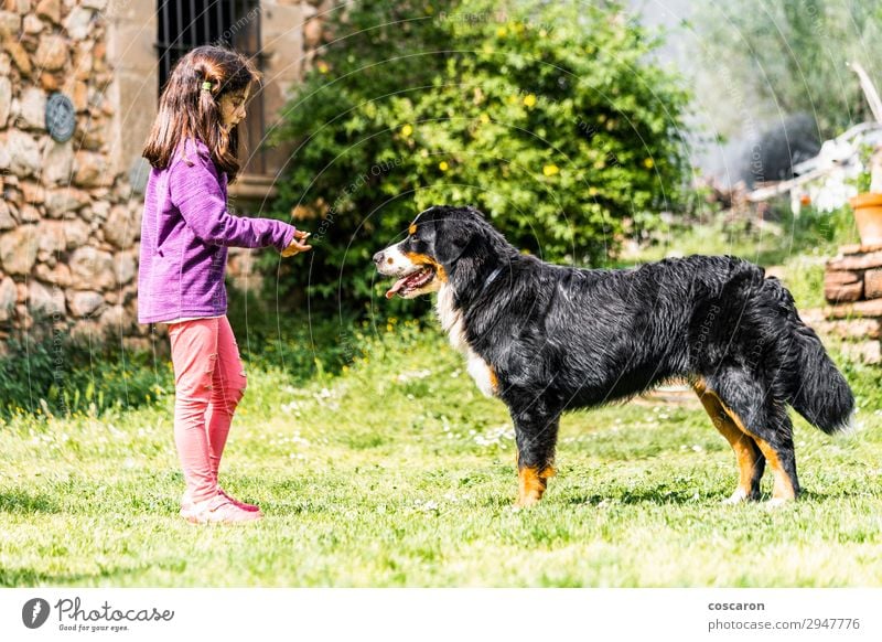 Kleines Mädchen trainiert einen Berner Sennenhund Lifestyle Freude Glück schön Freizeit & Hobby Spielen Ferien & Urlaub & Reisen Sommer Sommerurlaub Garten Kind