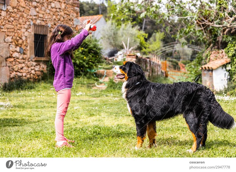 Kleines Mädchen trainiert einen Berner Sennenhund Lifestyle Freude Glück schön Freizeit & Hobby Spielen Sommer Sommerurlaub Kind Lehrer Berufsausbildung Mensch