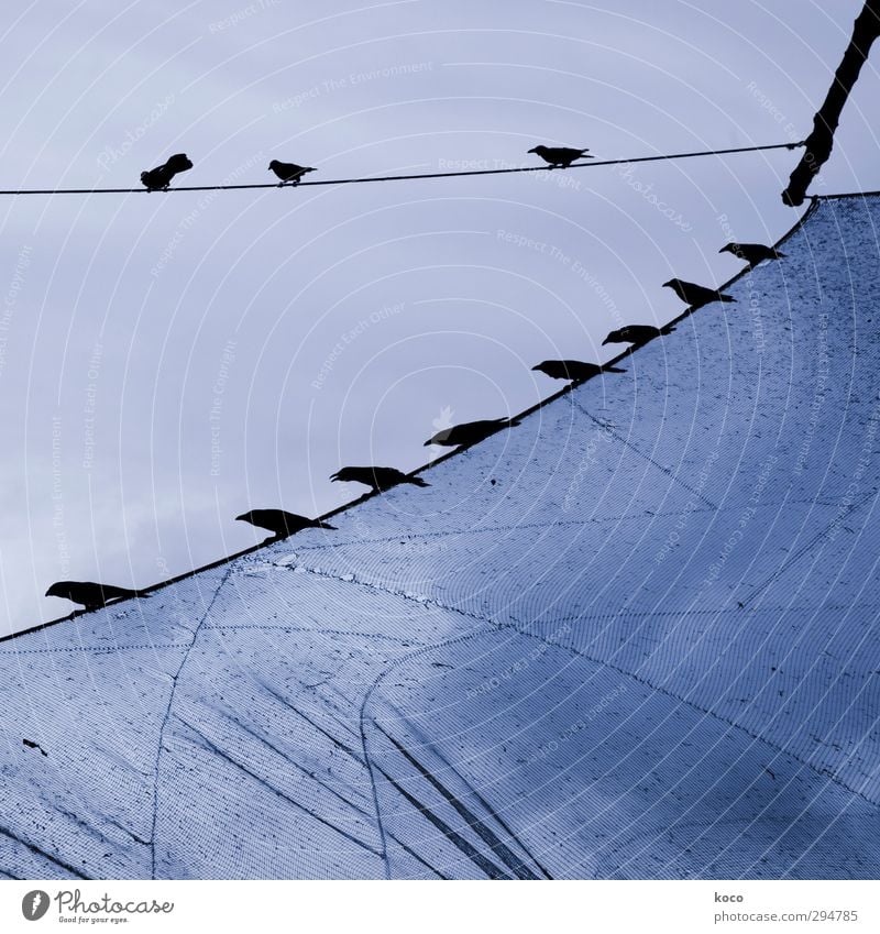 Die Vögel Himmel Frühling Sommer Fischerboot Segel Luftverkehr Tier Vogel Tiergruppe Herde Schwarm Linie Netz Netzwerk fliegen sitzen ästhetisch dünn blau
