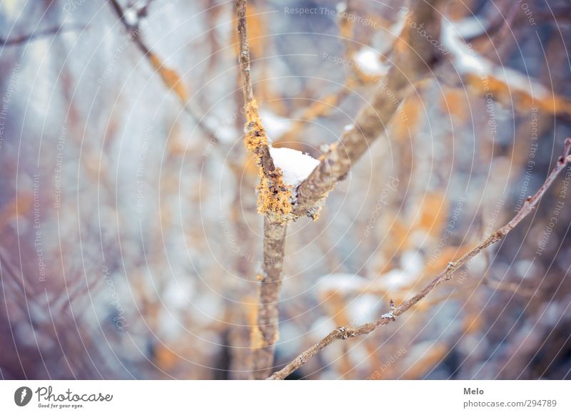 Silent Winter Natur Tier Schnee Baum Moos Garten Wald demütig kalt Farbfoto Außenaufnahme Textfreiraum links Tag Starke Tiefenschärfe Zentralperspektive