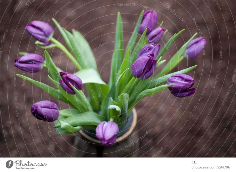 tulpen Pflanze Erde Frühling Sommer Schönes Wetter Blume Tulpe Garten Park verblüht ästhetisch schön grün violett Glück Lebensfreude Frühlingsgefühle Vorfreude
