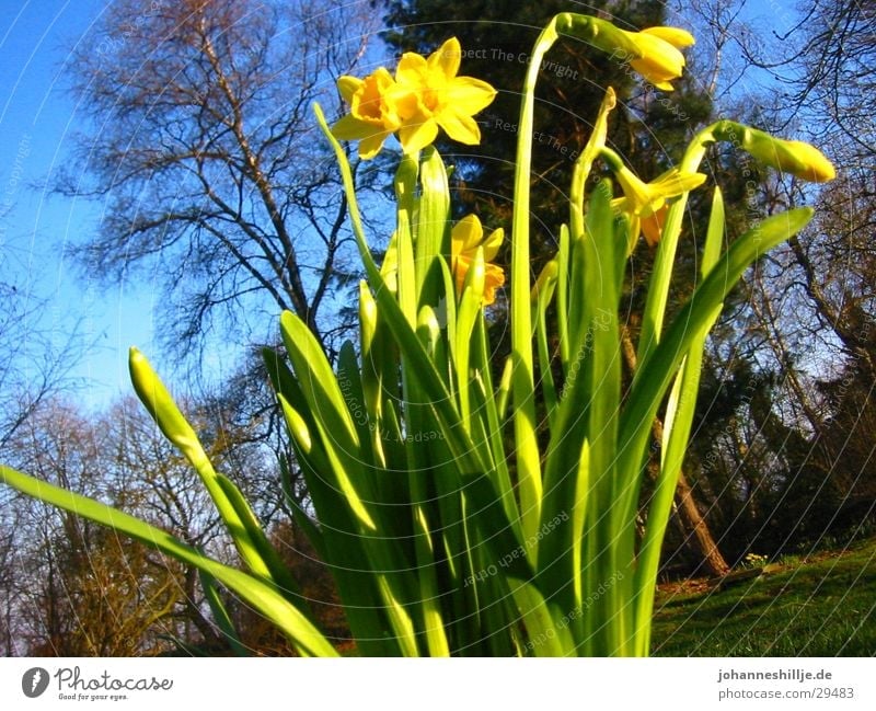 Der Frühling kommt Blume Gelbe Narzisse Maiglöckchen April Sonne Blauer Himmel