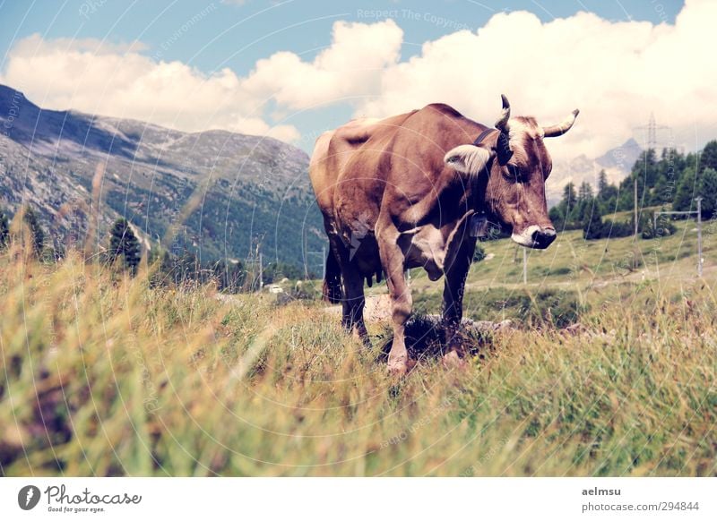 Bernina Cow Ferien & Urlaub & Reisen Tourismus Ausflug Sommer Sommerurlaub Berge u. Gebirge wandern Natur Alpen Tier Nutztier Kuh 1 ruhig Engadin Berninapass