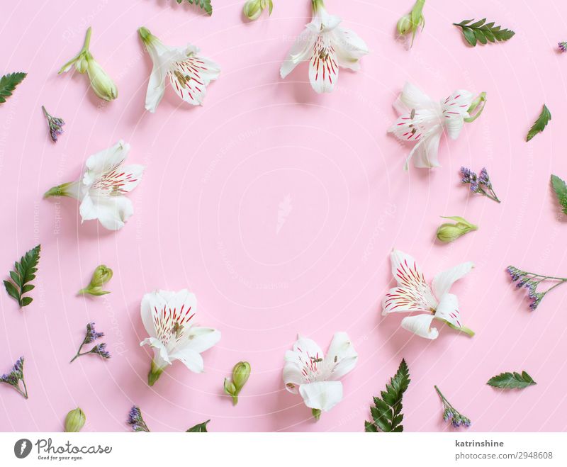 Blumen auf einem hellrosa Hintergrund Design Dekoration & Verzierung Hochzeit Frau Erwachsene Mutter oben weiß Kreativität romantisch Pastell flache Verlegung