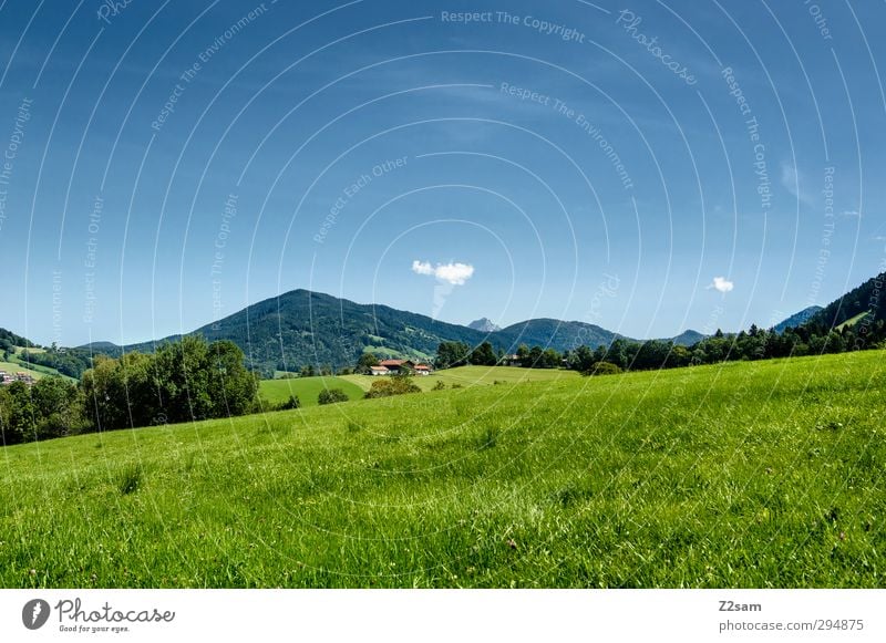 wo ist Heidi? Umwelt Natur Landschaft Wolkenloser Himmel Sommer Schönes Wetter Sträucher Wiese Hügel Alpen Berge u. Gebirge frisch nachhaltig Einsamkeit