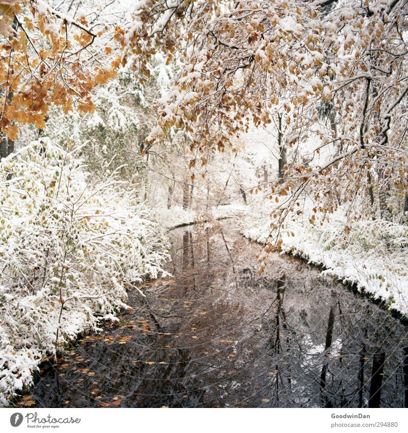 Einer dieser Tage. Umwelt Natur Wetter Schönes Wetter Schnee Pflanze Baum Sträucher Park Bach außergewöhnlich fantastisch kalt viele wild Stimmung Farbfoto