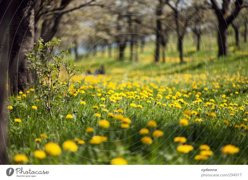 Wie lange noch? Gesundheit harmonisch Wohlgefühl Erholung ruhig Ausflug Ferne Freiheit Umwelt Natur Landschaft Frühling Schönes Wetter Baum Blume Gras Wiese