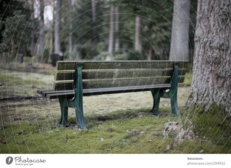 sitting. waiting. wishing. Ferne Trauerfeier Beerdigung Ruhestand Natur Landschaft Wetter Baum Gras Moos Park Wiese Menschenleer Platz Holz Metall alt