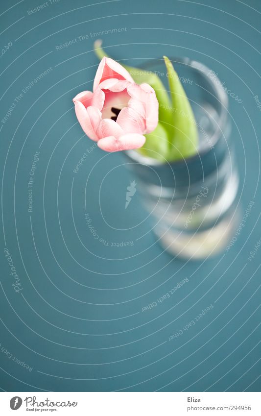 Tulpe Blume frisch rosa zart Frühling Vase Dekoration & Verzierung einfach Farbfoto Gedeckte Farben Innenaufnahme Textfreiraum oben Textfreiraum unten