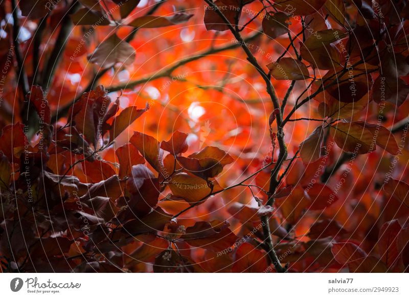 Lichtblick Umwelt Natur Pflanze Herbst Baum Sträucher Blatt Zweige u. Äste Buche Herbstfärbung Blutbuche Park Wald Schutz Hoffnung Glaube Farbfoto Außenaufnahme