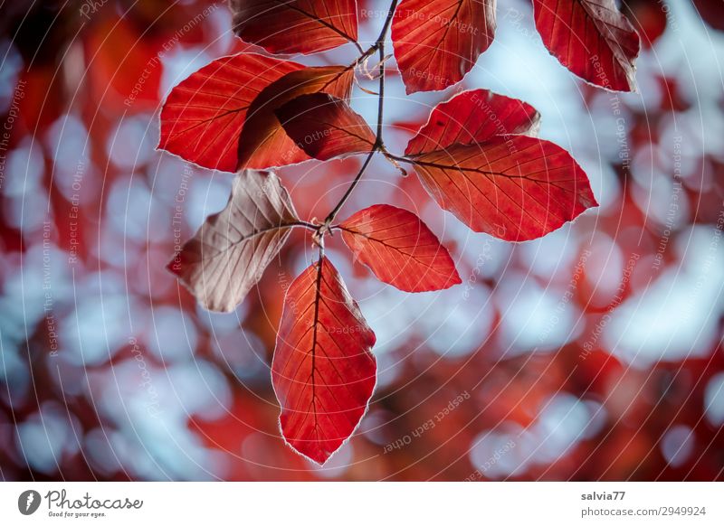 luftig | Blätter im Wind Umwelt Herbst Pflanze Baum Blatt Zweig Buche Herbstfärbung Park Wald Bewegung Vergänglichkeit Wandel & Veränderung Farbfoto