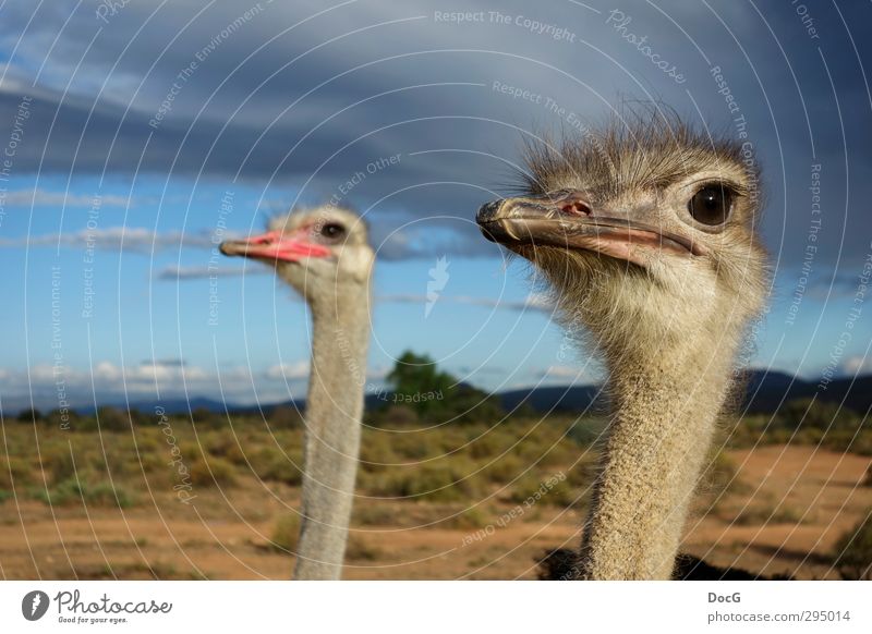 Ostrich - couple watching sky - female focussed Natur Tier Himmel Wolken Gewitterwolken Sommer Vogel beobachten bedrohlich Zusammensein groß Neugier grau Treue