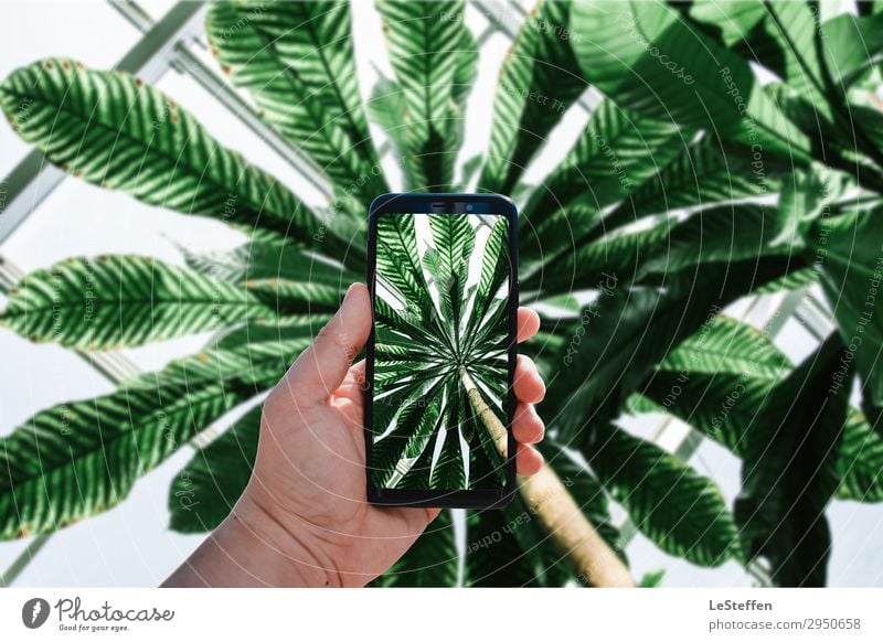 Smartphone Blick ins Palmendach Handy PDA Unterhaltungselektronik Mensch maskulin Haut Pflanze Sonne Baum Grünpflanze exotisch Hannover Gewächshaus Glas