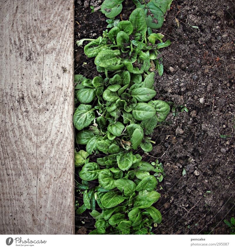 starkmacher Lebensmittel Gemüse Salat Salatbeilage Natur Pflanze Erde Frühling Eis Frost Blatt Garten Feld Holz Energie Erfahrung Erfolg Zufriedenheit Spinat