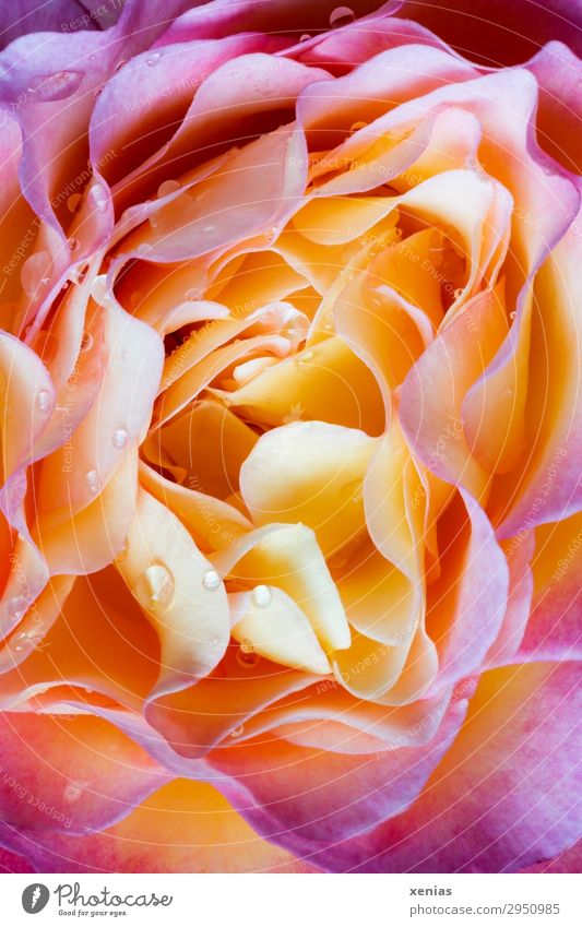 Rosenblüte mit Wassertropfen Natur Pflanze Sommer Herbst Blüte Garten Park Blühend Duft leuchten gelb orange rosa Vergänglichkeit Farbfoto Studioaufnahme