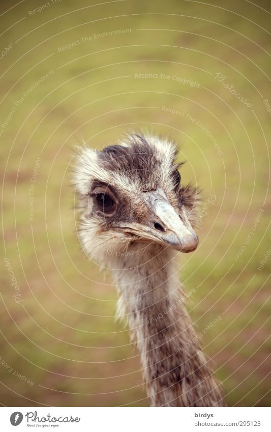 Straußengesicht Tiergesicht Laufvogel 1 beobachten Blick Freundlichkeit Tierliebe Natur Emu Hals Auge Australien Farbfoto Gedeckte Farben Außenaufnahme