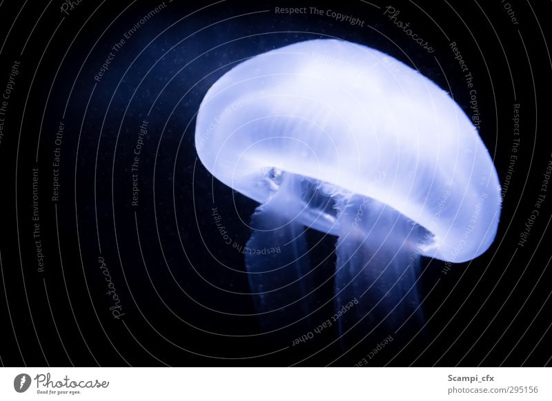 Ein leuchtendes UFO Urelemente Wasser Meerestiefe Tiefsee Qualle Tiefseeungeheuer Nesseltiere außergewöhnlich dunkel frei Unendlichkeit Weisheit Reinheit