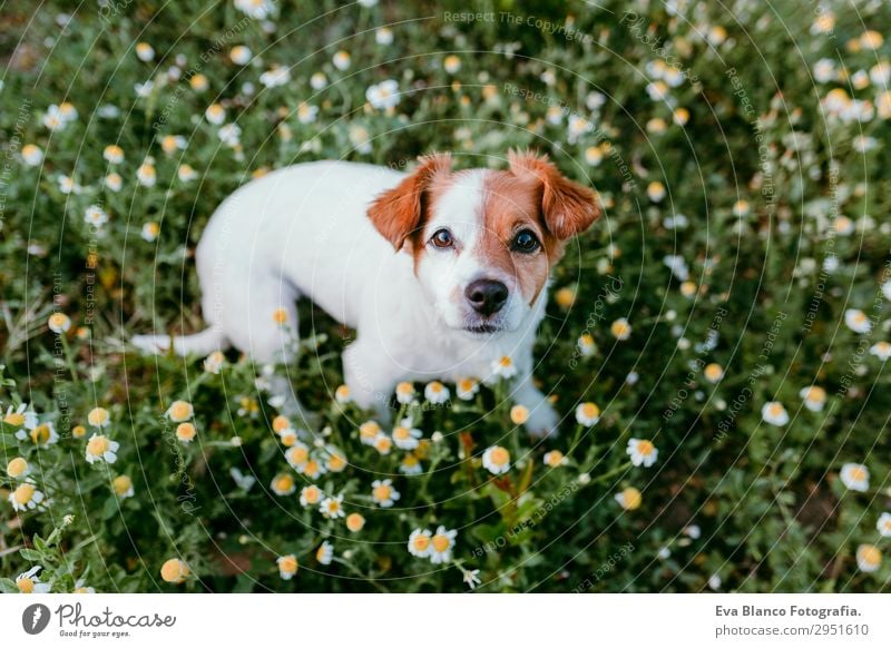 süßer kleiner Hund in einem Blumenfeld sitzend. Frühling Lifestyle schön Freizeit & Hobby Jagd Familie & Verwandtschaft Freundschaft Natur Landschaft Pflanze
