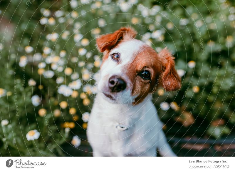 süßer kleiner Hund in einem Blumenfeld sitzend. Frühling Lifestyle schön Freizeit & Hobby Jagd Familie & Verwandtschaft Freundschaft Natur Landschaft Pflanze