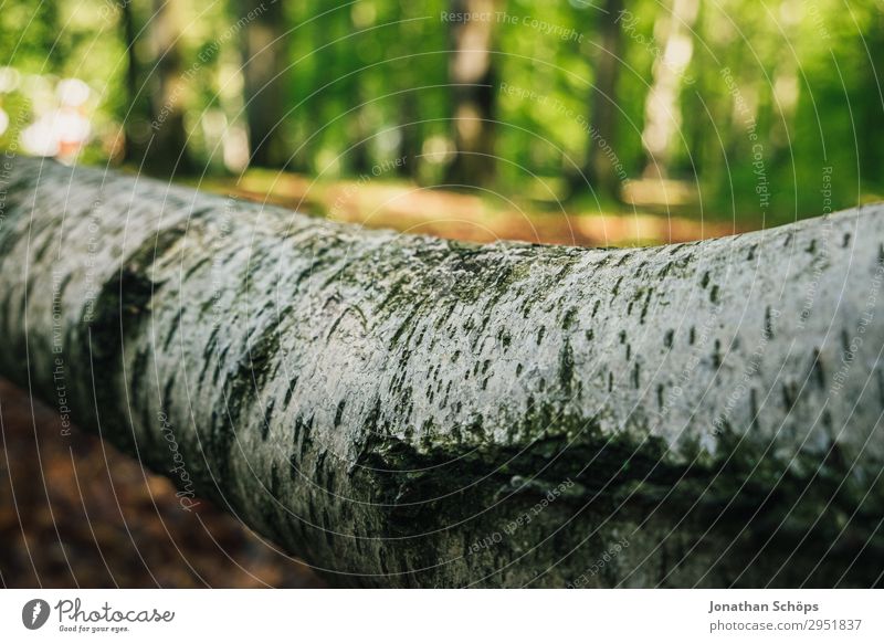 Baumstamm einer Birke liegend im Wald Natur Landschaft Pflanze Frühling Wachstum grün Mai Sachsen Sonnenstrahlen Birkenrinde weiß hell Umweltschutz Farbfoto