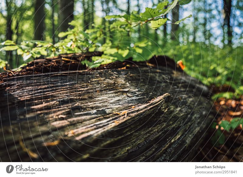 Sonnenstrahlen auf Baumstamm im Wald Natur Landschaft Pflanze Frühling Wachstum grün Mai Sachsen Ast Zweig Holz Naturschutzgebiet Umweltschutz umgefallen liegen