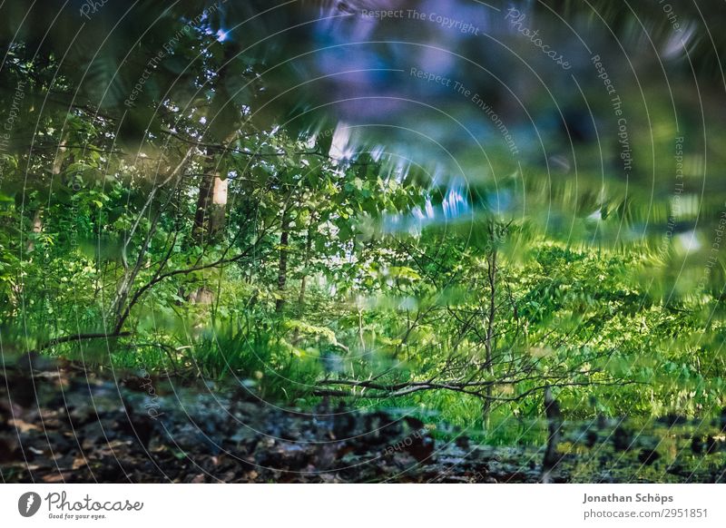 Reflexion des Waldes im Bach Natur Landschaft Pflanze Frühling Wachstum grün Mai Sachsen Wasser Wasseroberfläche Reflexion & Spiegelung nass Teich See