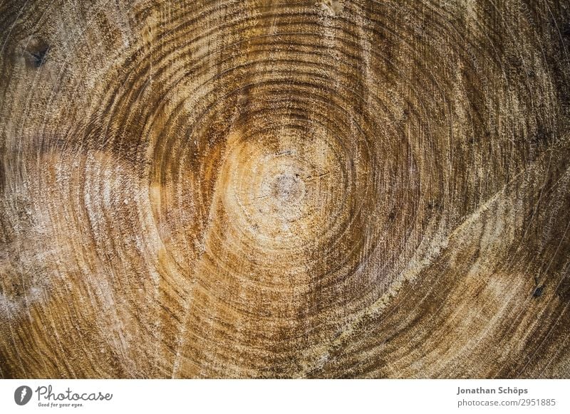 Textur Querschnitt eines Baumes Natur Landschaft Pflanze Frühling Wald Wachstum braun Mai Sachsen Baumstamm Baumstruktur Kreis Strukturen & Formen