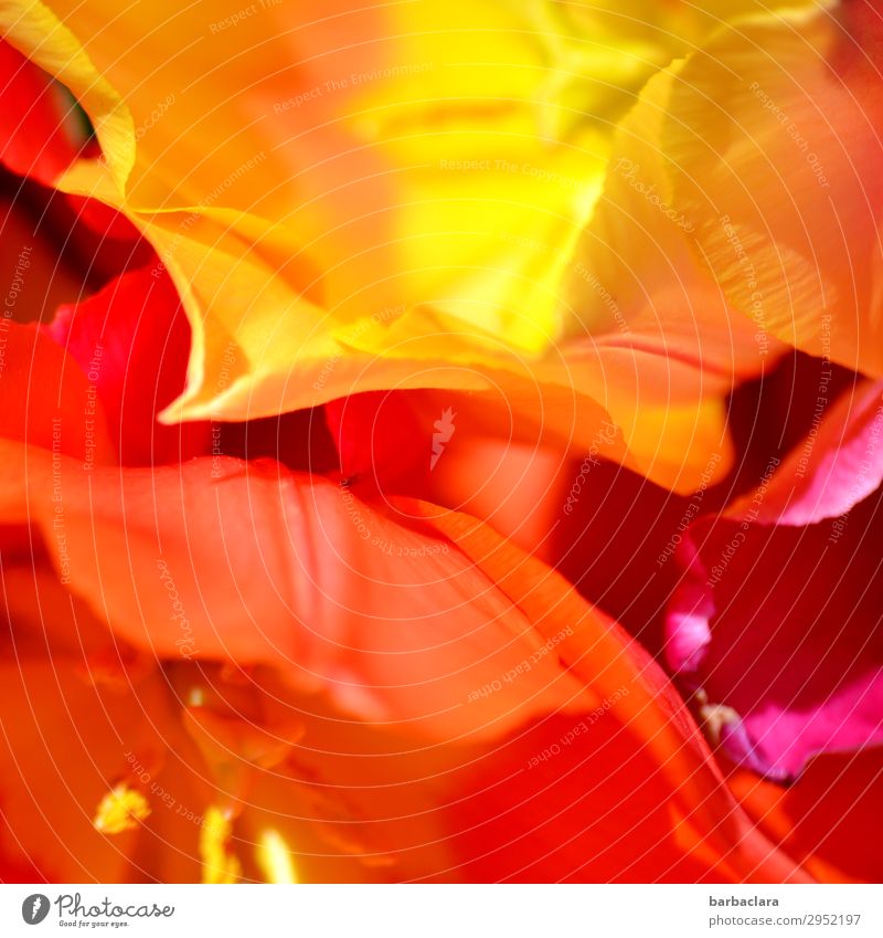 Blütenzauber Pflanze Frühling Rose Tulpe Blühend leuchten hell mehrfarbig Frühlingsgefühle ästhetisch Farbe Freude Natur Sinnesorgane Umwelt