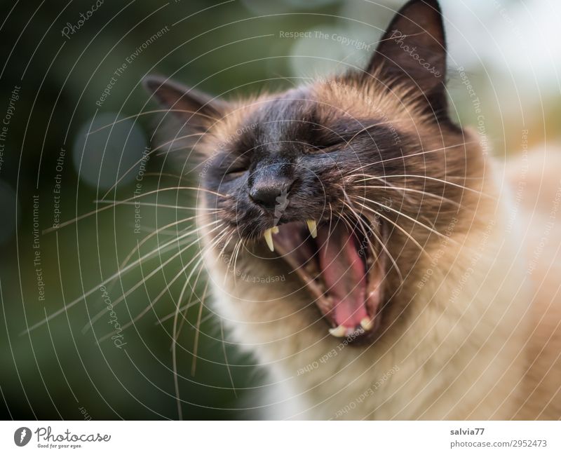 Möchtegern-Löwe Umwelt Natur Tier Haustier Katze Tiergesicht Hauskatze Thailand Zähne Gebiss 1 bedrohlich wild Aggression gähnen fauchen Farbfoto Außenaufnahme