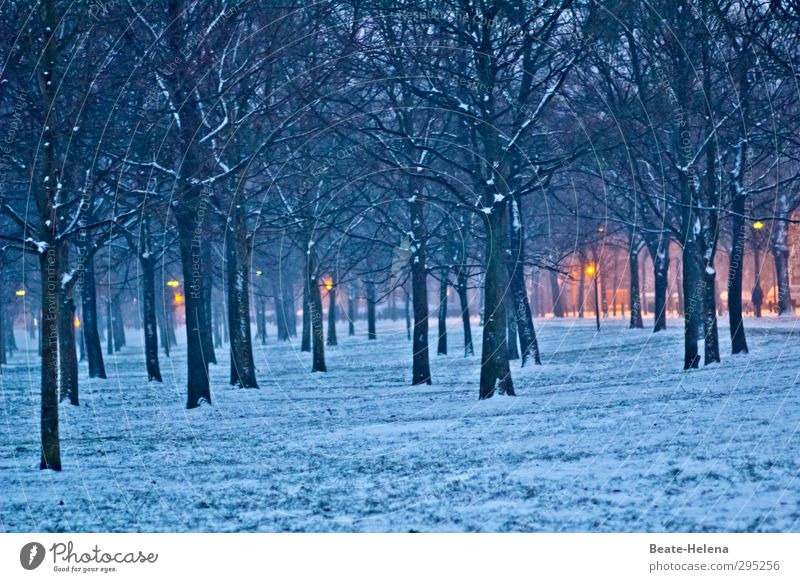 Jede/r hat seine guten Seiten ... Natur Landschaft Wetter Schnee Baum Wald Prater Wien Stadtzentrum atmen beobachten gehen leuchten authentisch blau gelb