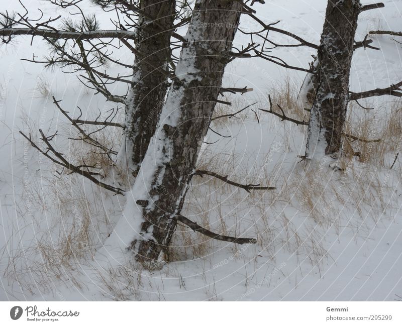 Winter im Frühling Umwelt Natur Landschaft Pflanze Erde Sand Wetter Eis Frost Schnee Schneefall Baum Strand Nordsee Insel Amrum frieren braun gelb grau weiß