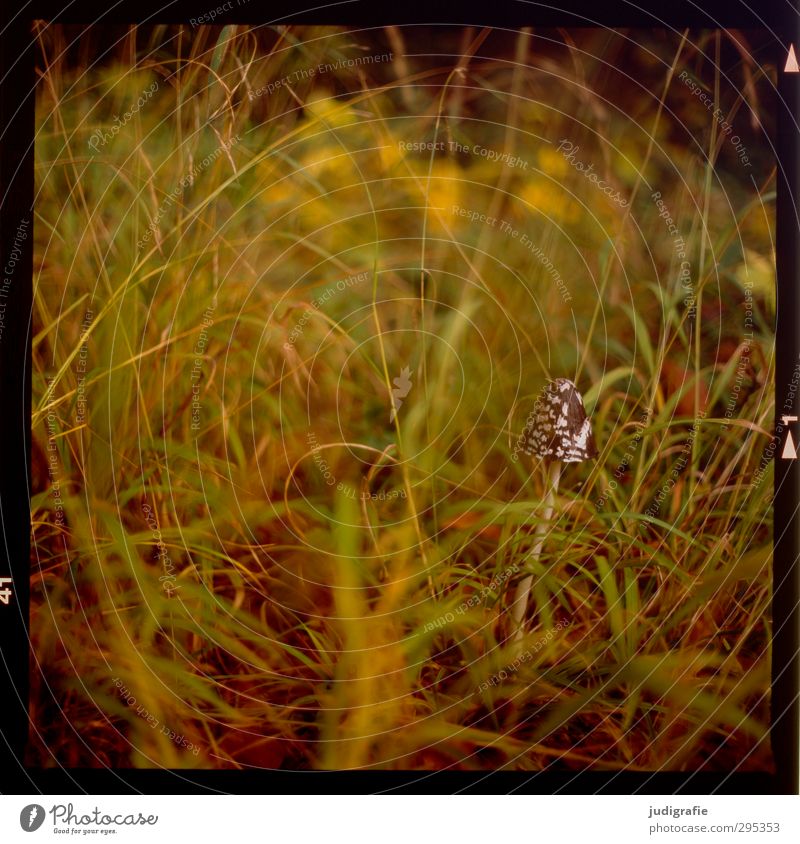 Wiese mit Pilz Umwelt Natur Pflanze Gras Wildpflanze Wald Wachstum nah natürlich wild Leben Farbfoto Außenaufnahme Tag Licht Unschärfe Schwache Tiefenschärfe