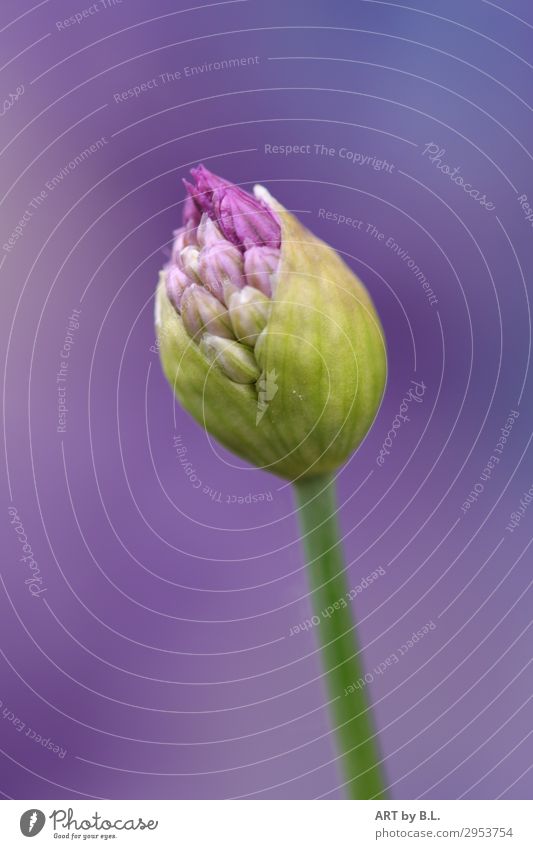 Eröffnung Natur Pflanze Blume Duft exotisch grün violett Gefühle Stimmung Frühlingsgefühle Vorfreude Leidenschaft Farbfoto Außenaufnahme Textfreiraum links