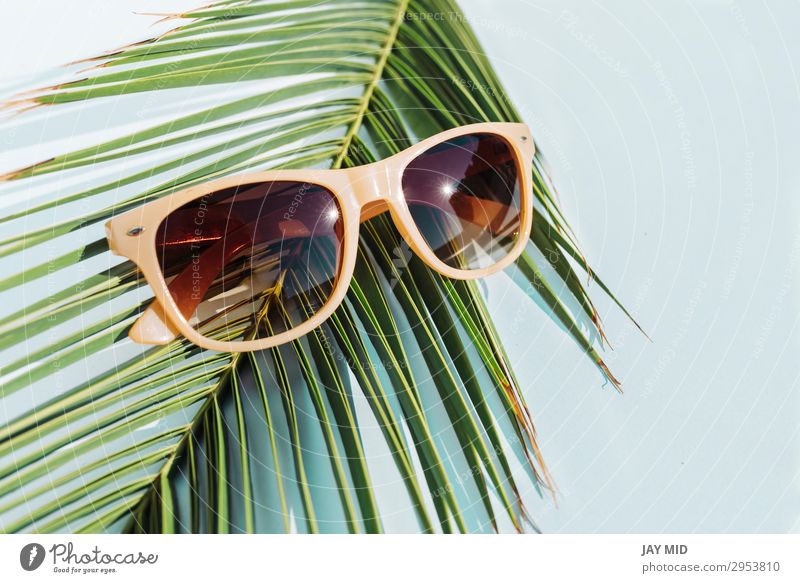 beige Sonnenbrille auf Palmblatt, Reisekonzeptobjekt Stil Design Ferien & Urlaub & Reisen Sommer Strand Mode Accessoire Kunststoff heiß hell modern oben retro