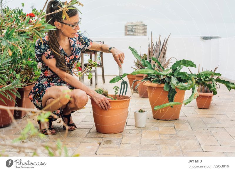 Gärtnerin, die Kaktuspflanzen in einen Topf pflanzt. Freizeit & Hobby Sommer Garten Arbeit & Erwerbstätigkeit Gartenarbeit Werkzeug Frau Erwachsene Hand Natur