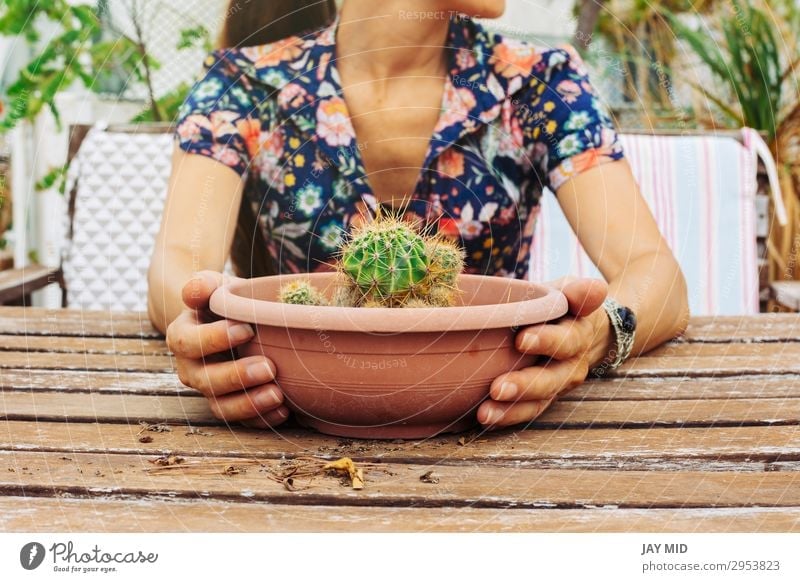 Nahaufnahme einer Frau, die einen Topf Kaktus auf der Terrasse hält. Lifestyle Sommer Garten Dekoration & Verzierung Tisch Gartenarbeit Mensch Erwachsene Hand 1
