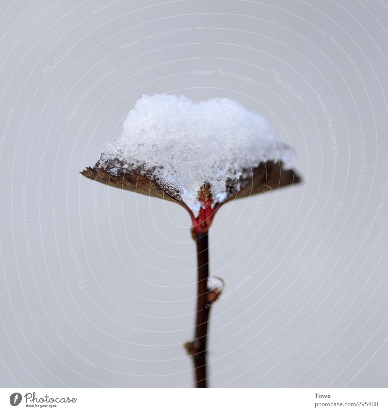 Schnee auf Blättertrieb im Frühling Pflanze Winter Klimawandel Blatt Wildpflanze kalt braun grau rot weiß Jahreszeiten einfach Farbfoto Außenaufnahme