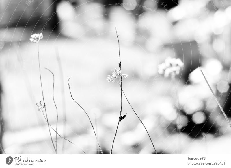 Zeit für Frühling Natur Pflanze Tier Blume Sträucher Wildpflanze Garten beobachten Bewegung Blick träumen dehydrieren alt Spitze trocken schwarz weiß Stimmung