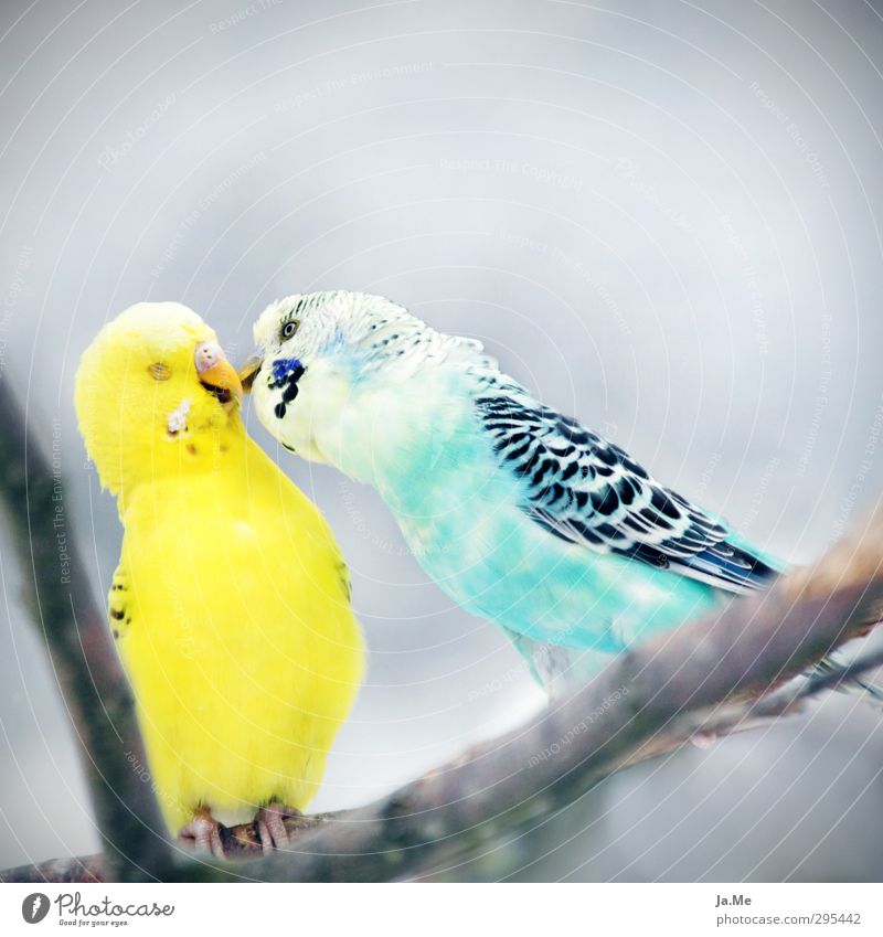 Was sich liebt, das neckt sich Umwelt Himmel Tier Haustier Vogel Flügel Wellensittich 2 Schwarm Tierpaar Küssen Freundlichkeit Zusammensein Glück blau gelb grau