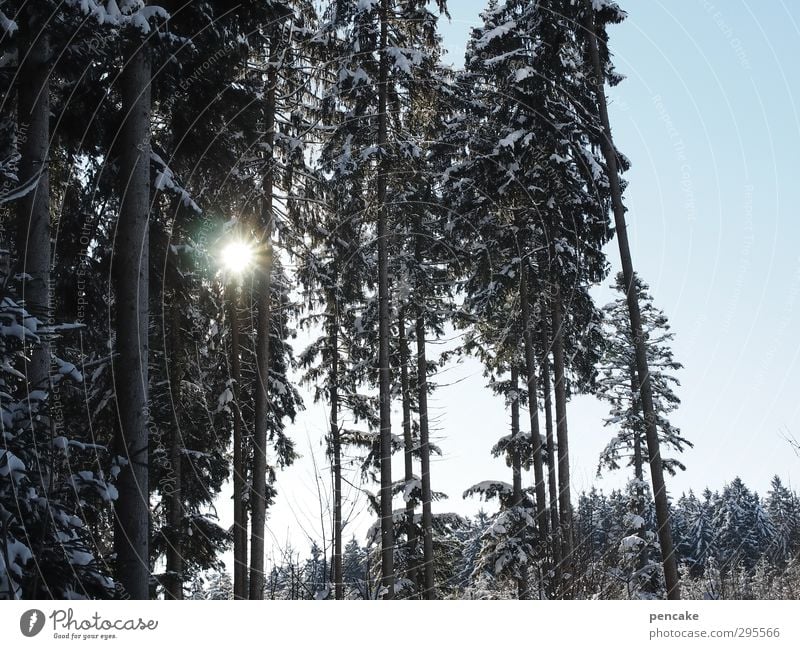 brennwert Natur Landschaft Winter Klima Schnee Baum Wald Warmherzigkeit Sehnsucht Himmel Wolkenloser Himmel Wärme Sonnenenergie Fichtenwald Farbfoto