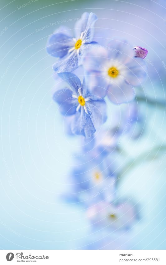 babyblau Natur Pflanze Frühling Blume Blüte Vergißmeinnicht Frühlingsblume hell natürlich Frühlingsgefühle Farbfoto Nahaufnahme Detailaufnahme