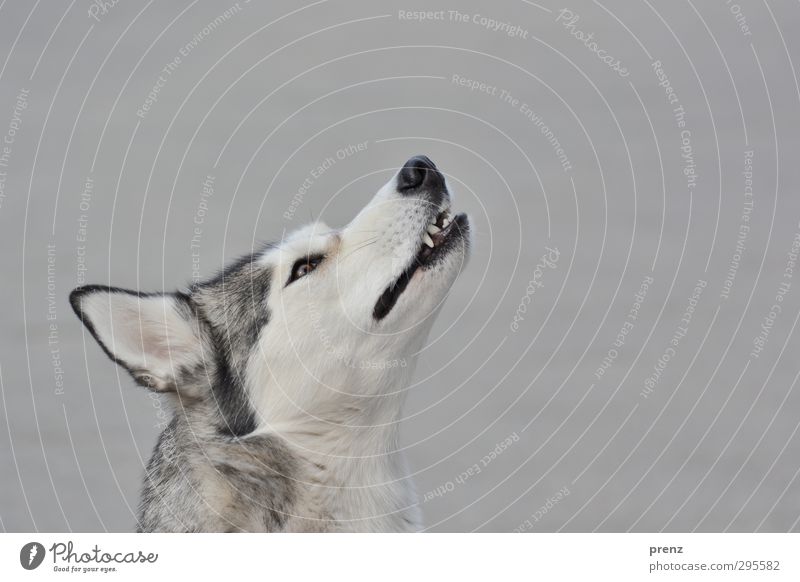 mit den Wölfen... Tier Haustier Nutztier Hund 1 grau Husky Schlittenhund Kopf Rassehund Farbfoto Außenaufnahme Menschenleer Textfreiraum rechts